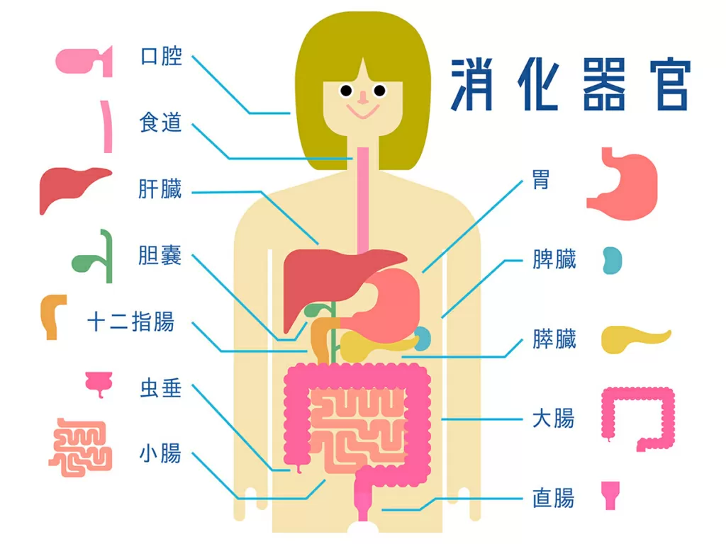 消化器官のイラスト